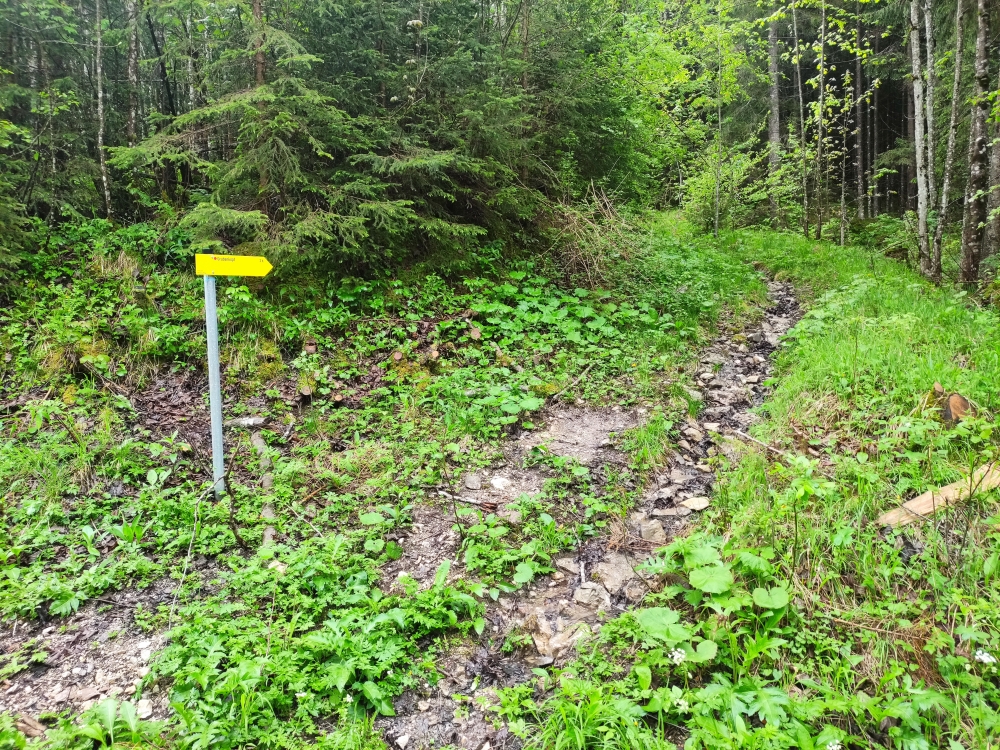 Wanderung Lösertalkopf: Ab hier endlich keine breite Straße mehr