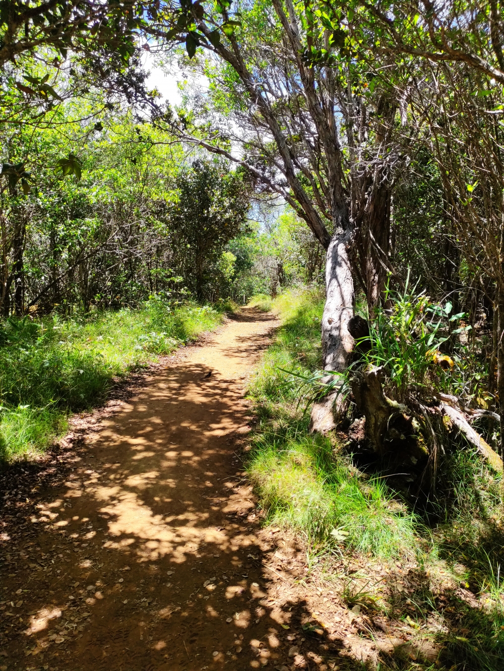 Wanderung Awaawapuhi Trail: Leichter Trail der im weiteren Verlauf schmäler wird