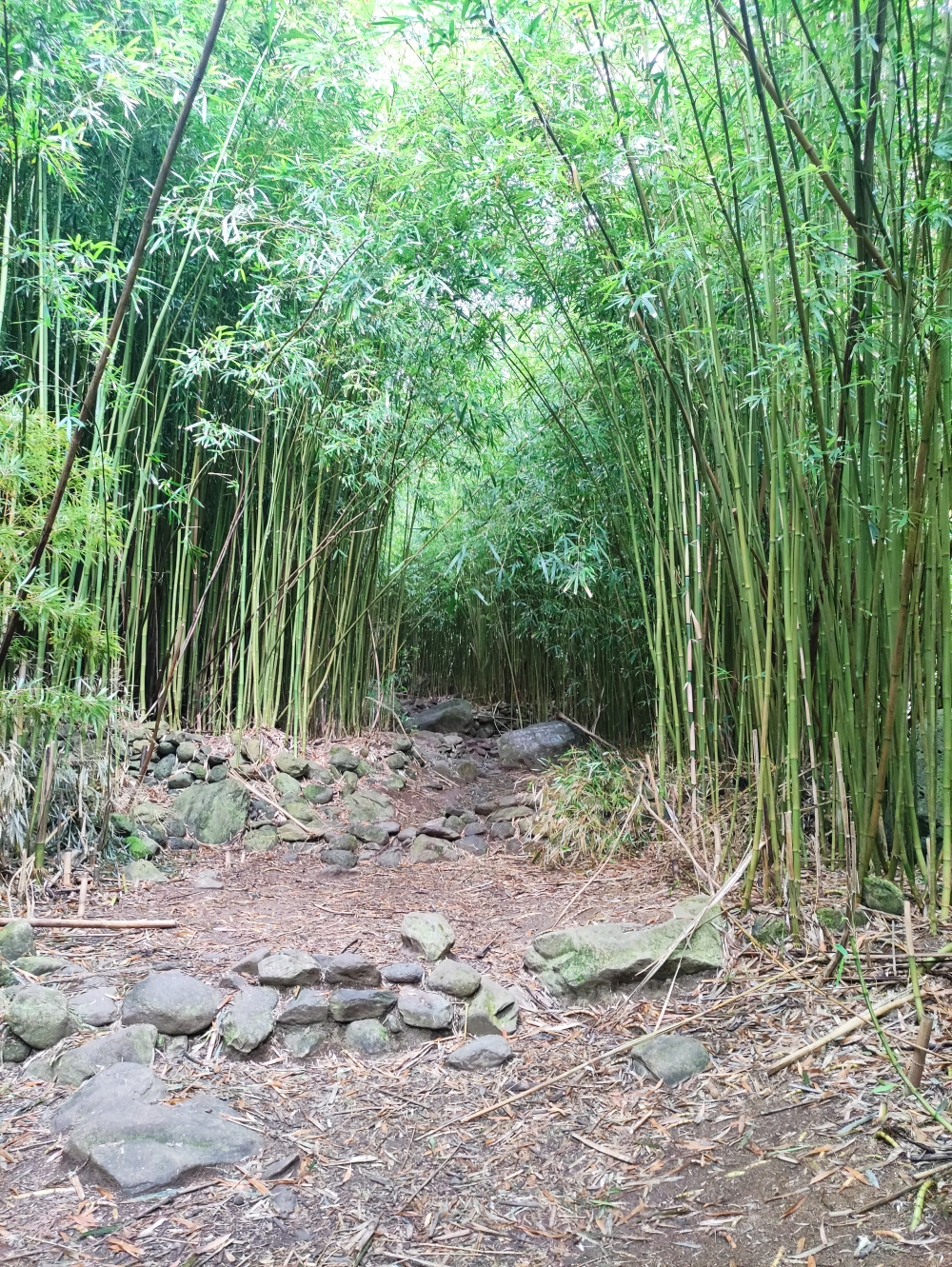 Wanderung Makamakaole Falls - 13 crossings: Durch den Bamboo Forest