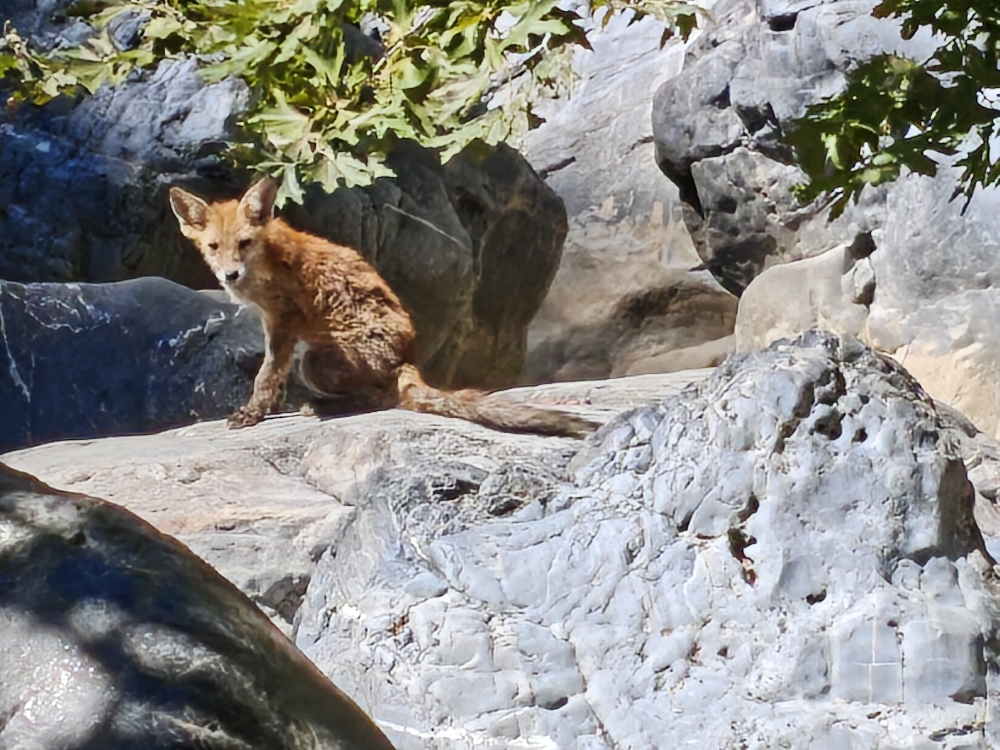 Wanderung Manikiatis Wasserfall: Fuchs