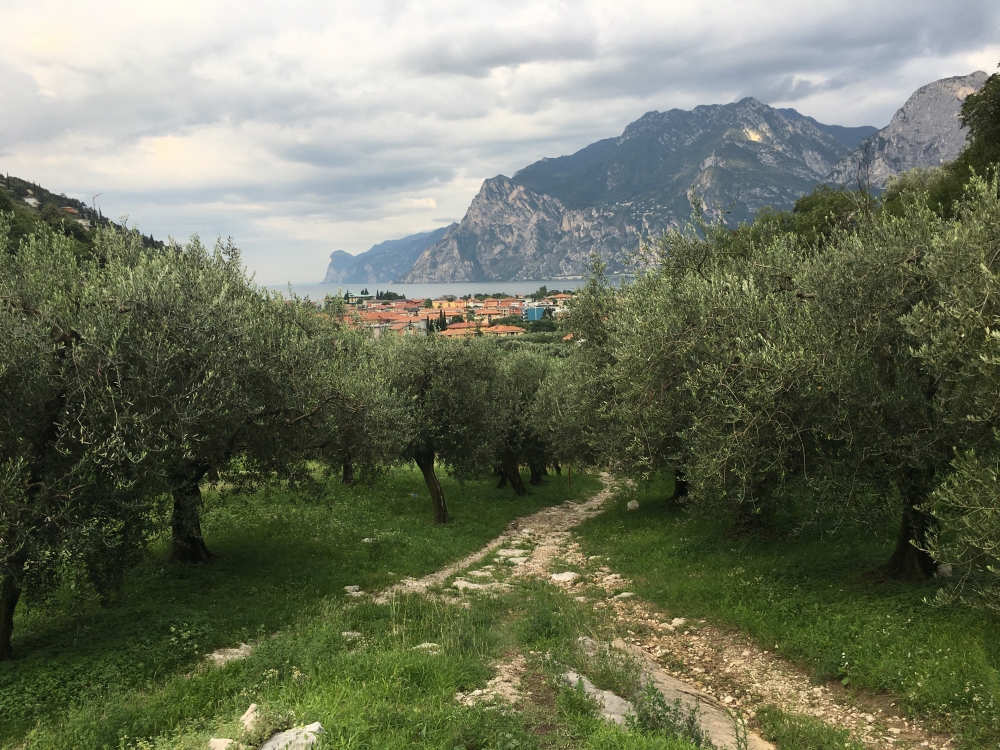 Wanderung Marmitta dei Giganti Granda: Durch den Olivenhain nach Torbole