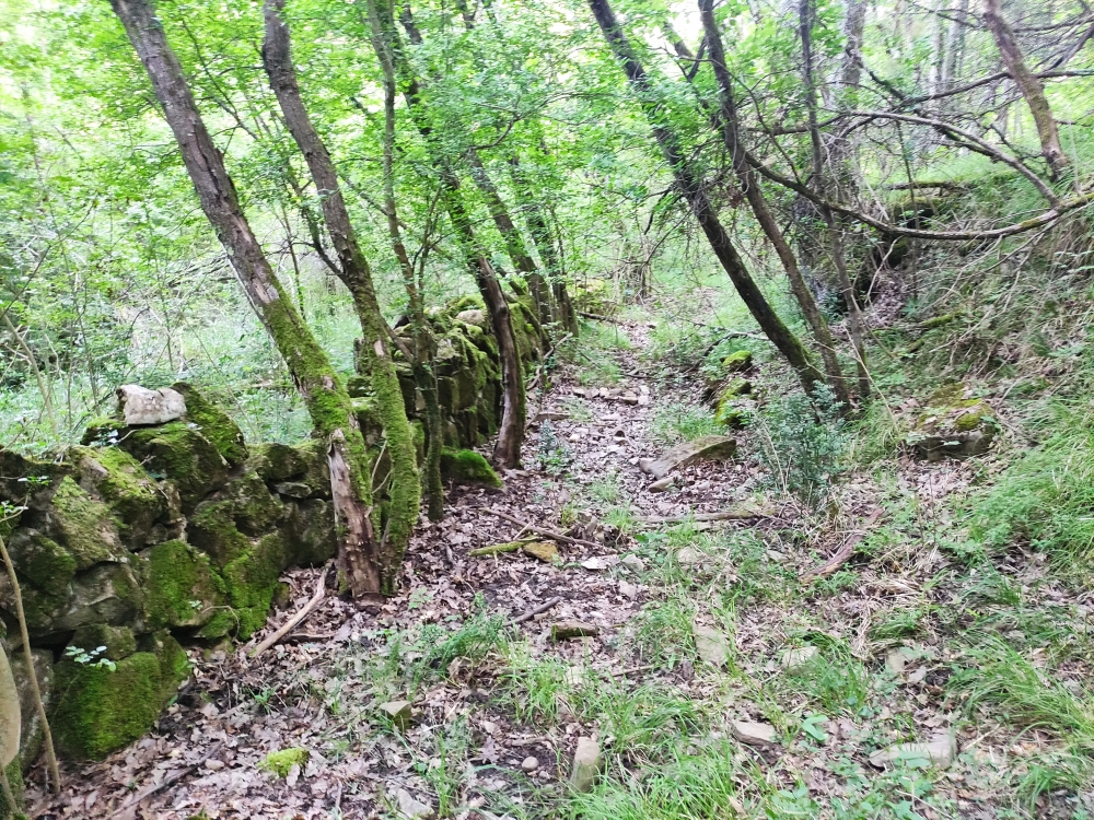 Wanderung Mazurinov mlin: Alter Karrenweg hoch zum Dvorina-Gipfel