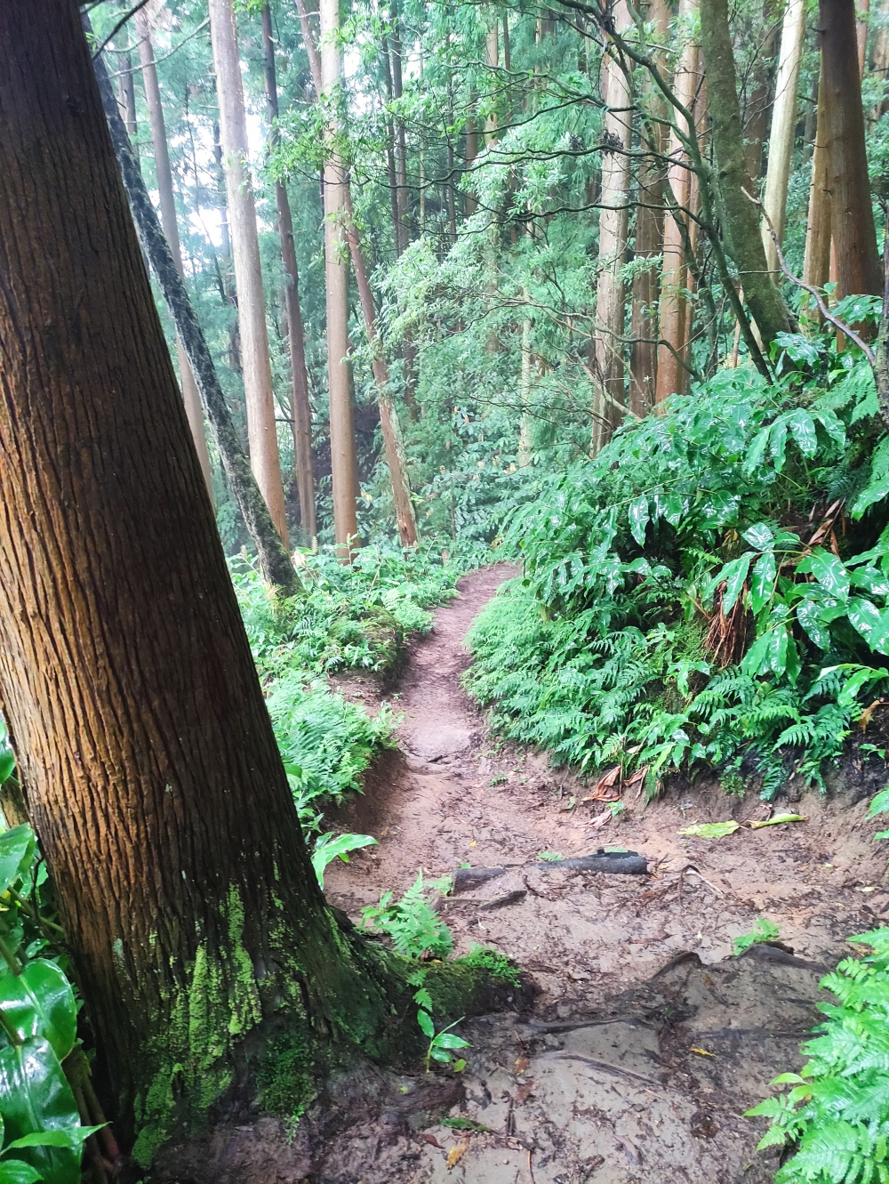 Wanderung Miradouro Pico do Ferro: Abstieg