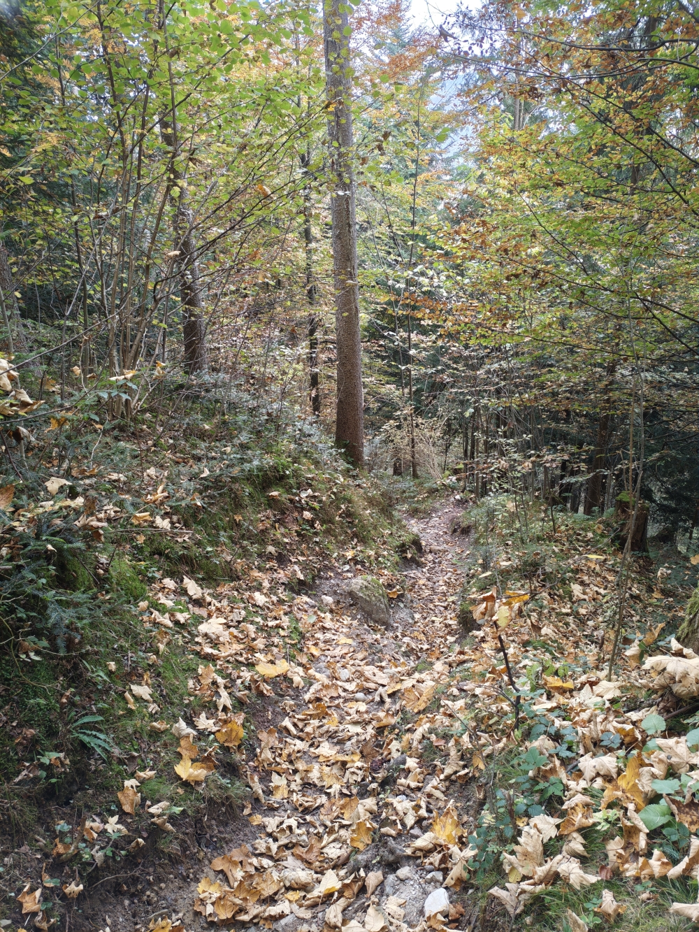 Wanderung Möslalmkreuz: Waldaufstieg