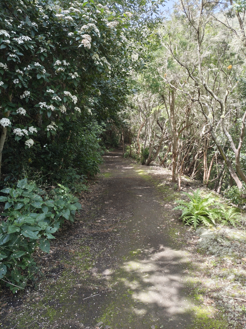 Wanderung Cuevas Negras und Monte del Agua: Wanderung Cuevas Negras und Monte del Agua: Breite Wanderwege (Monte del Agua)