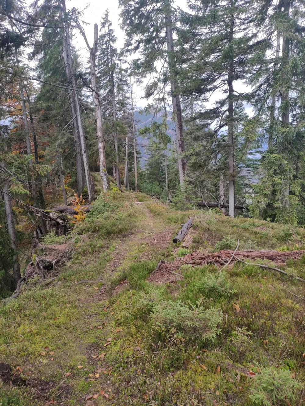 Wanderung Großer Laber: Wanderung Großer Laber: Auf dem Mühlberg