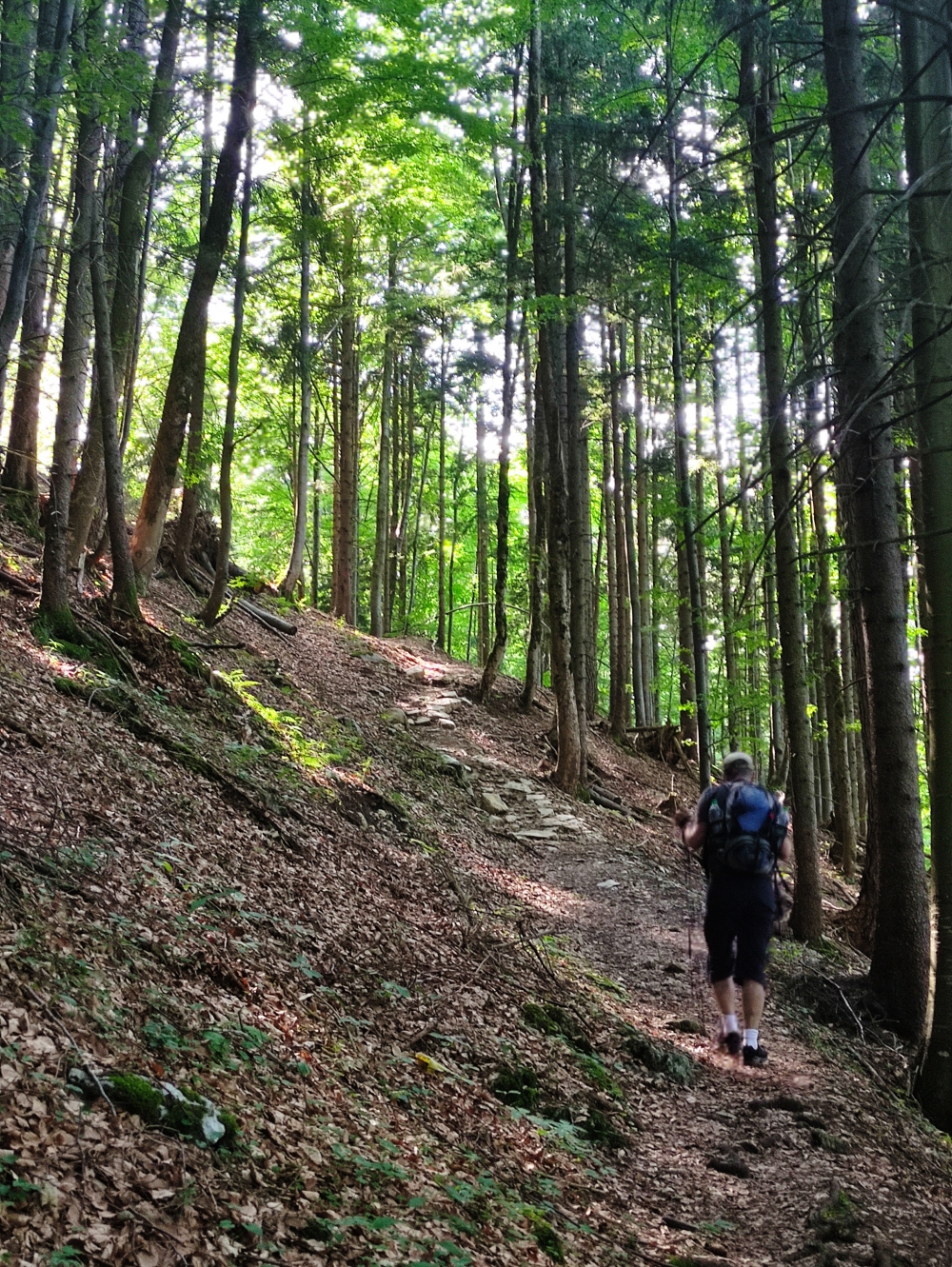 Wanderung Mühlhörndl: Durch den Wald
