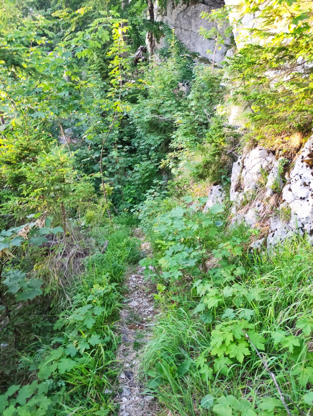 Wanderung Mühlhörndl: Weg