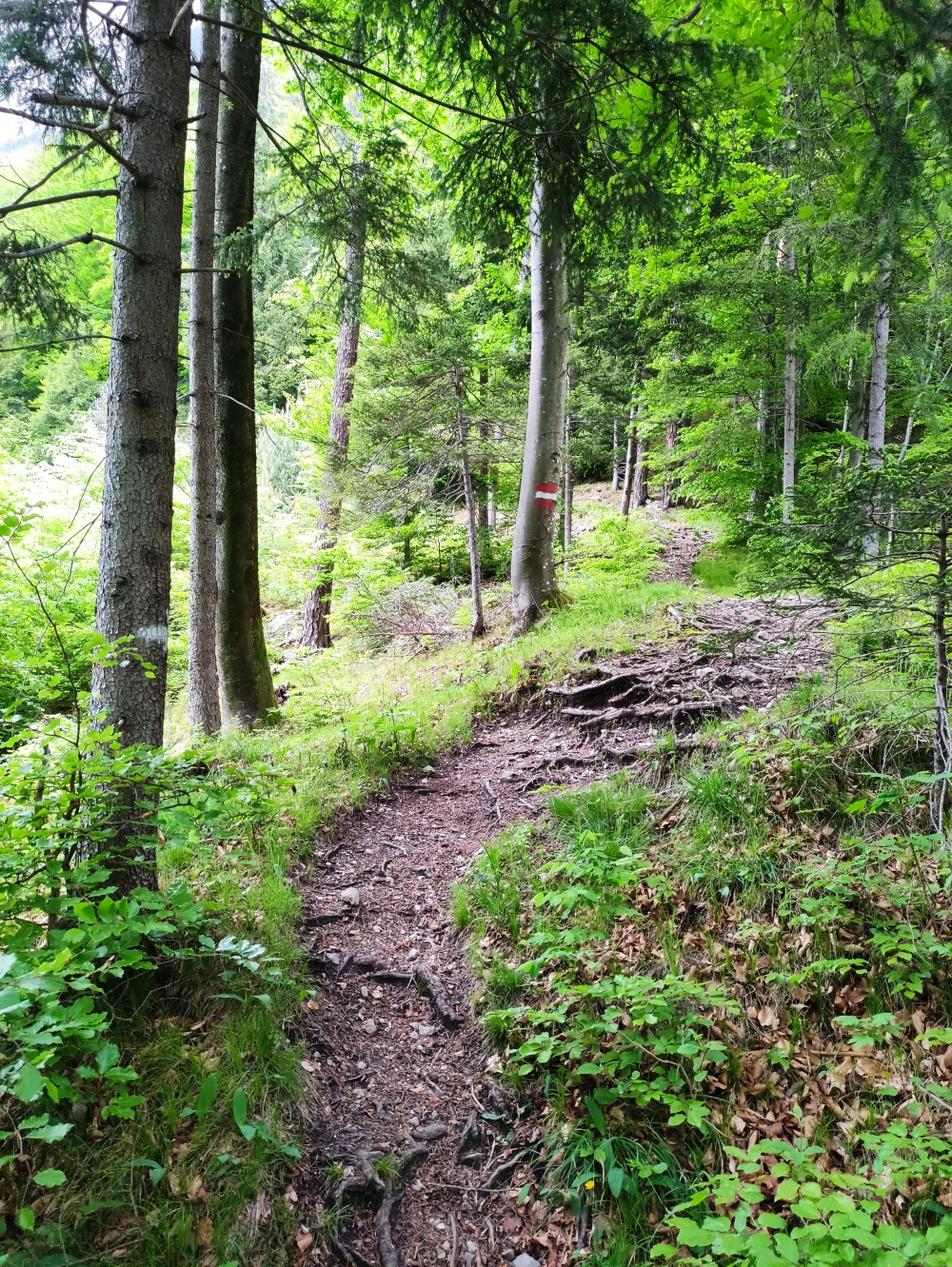 Wanderung Neue Magdeburger Hütte: Schleifwandsteig