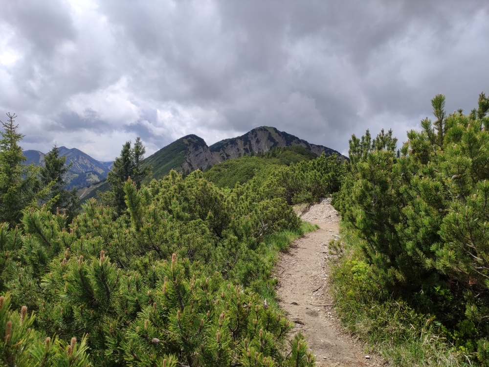 Wanderung Notkarspitze von Ettal: Wanderung Notkarspitze von Ettal: Durch Latschen geht es auf dem Grat weiter