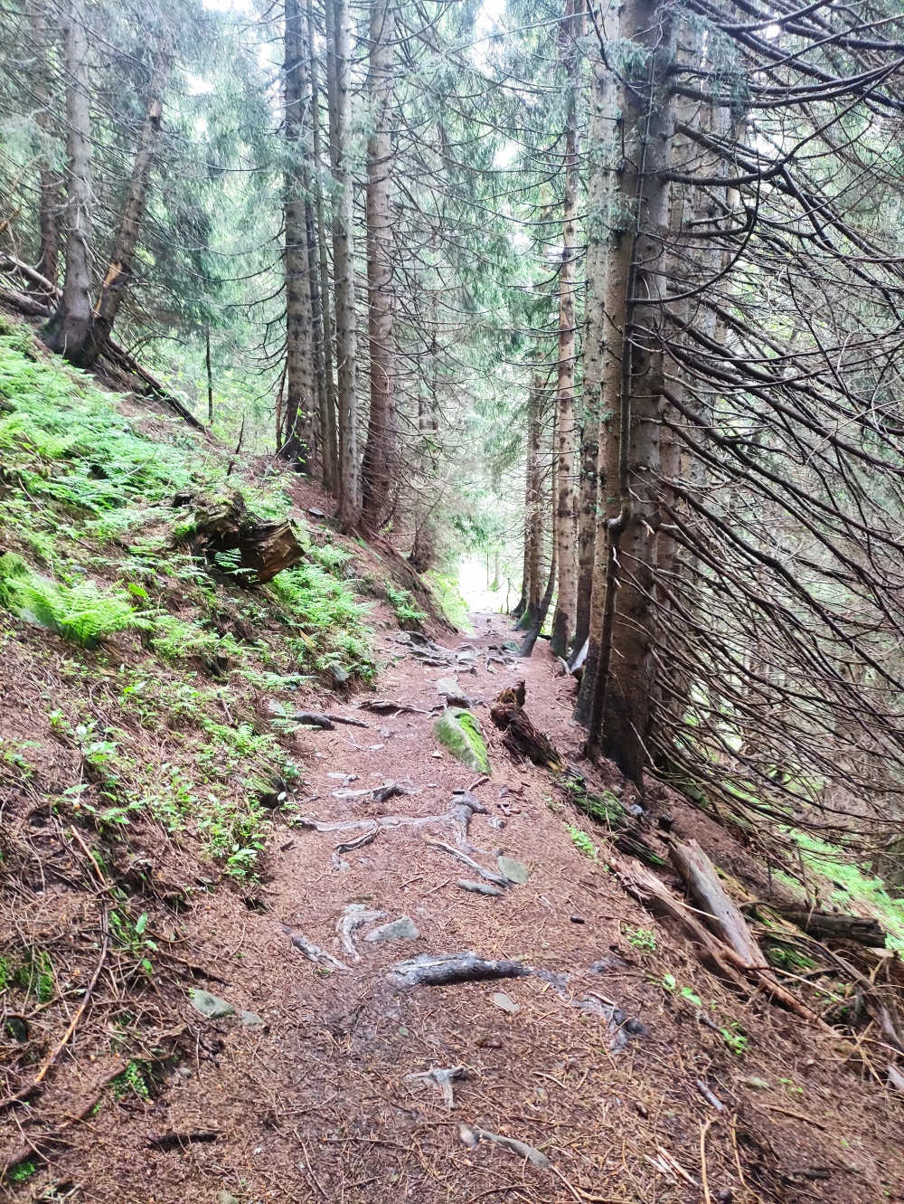 Bike & Hike Ochsenkopf: Sommerweg zum Berghaus Schwaben