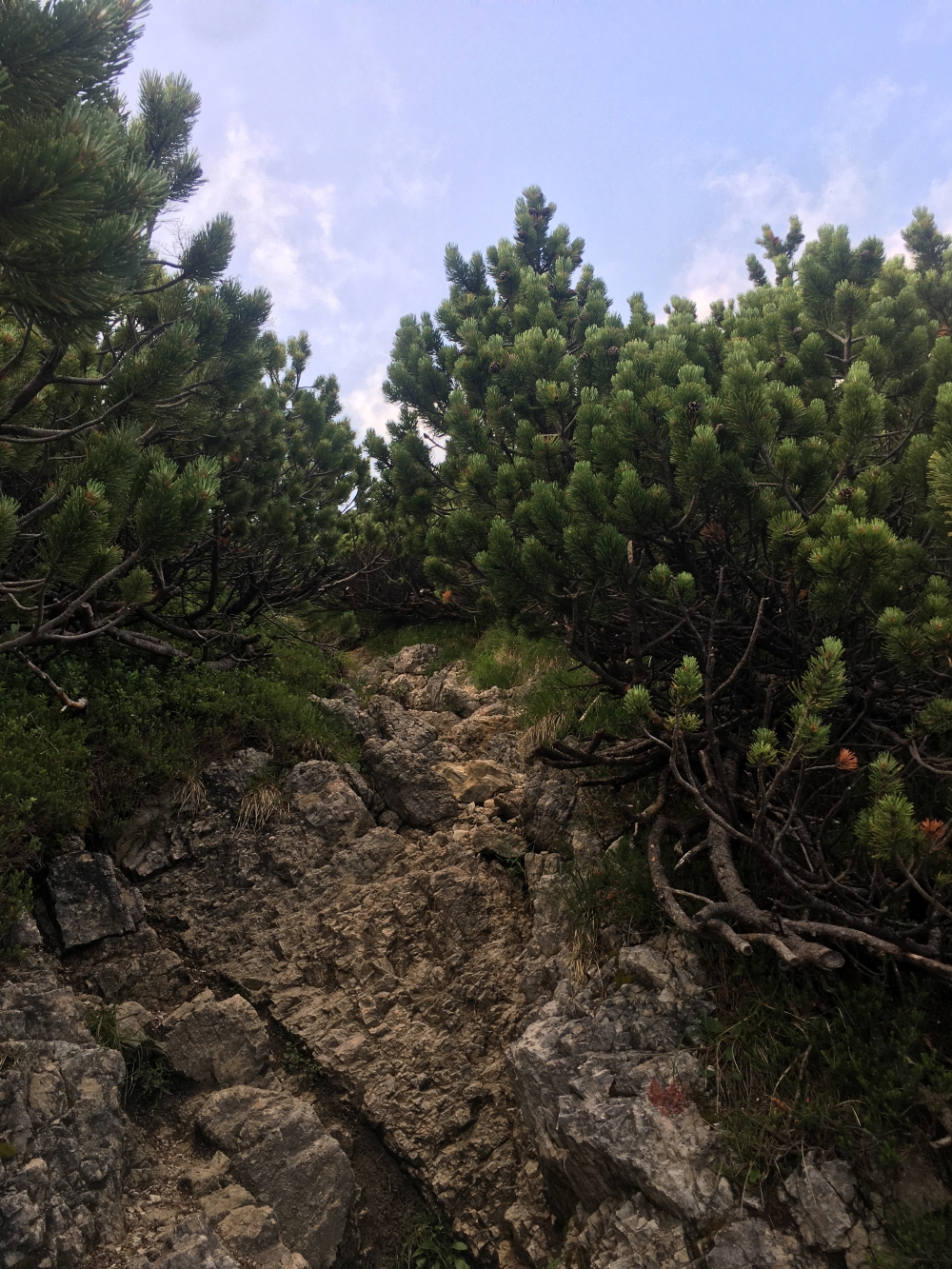 Wanderung Österreichischer Schinder: Latschengasse