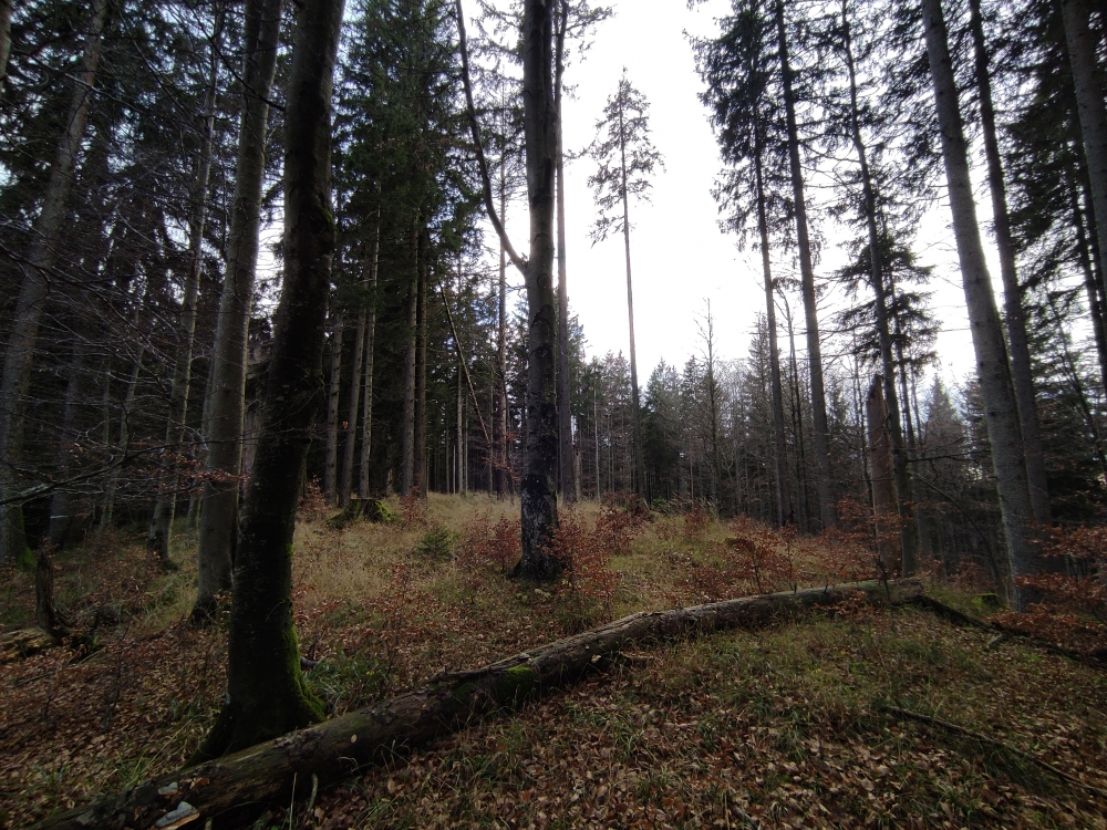 Wanderung Hirschgröhrkopf: Wanderung Hirschgröhrkopf: Grasbuckel (P.1173)