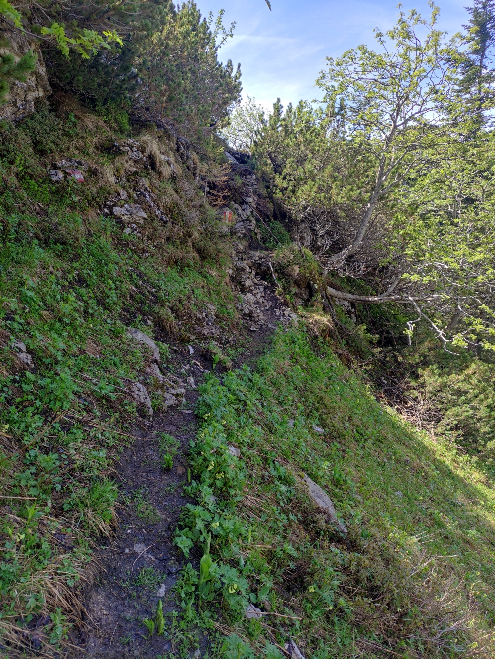 Klettersteig Feuerkogel-Abstieg über Kaiserweg: Kaiserweg