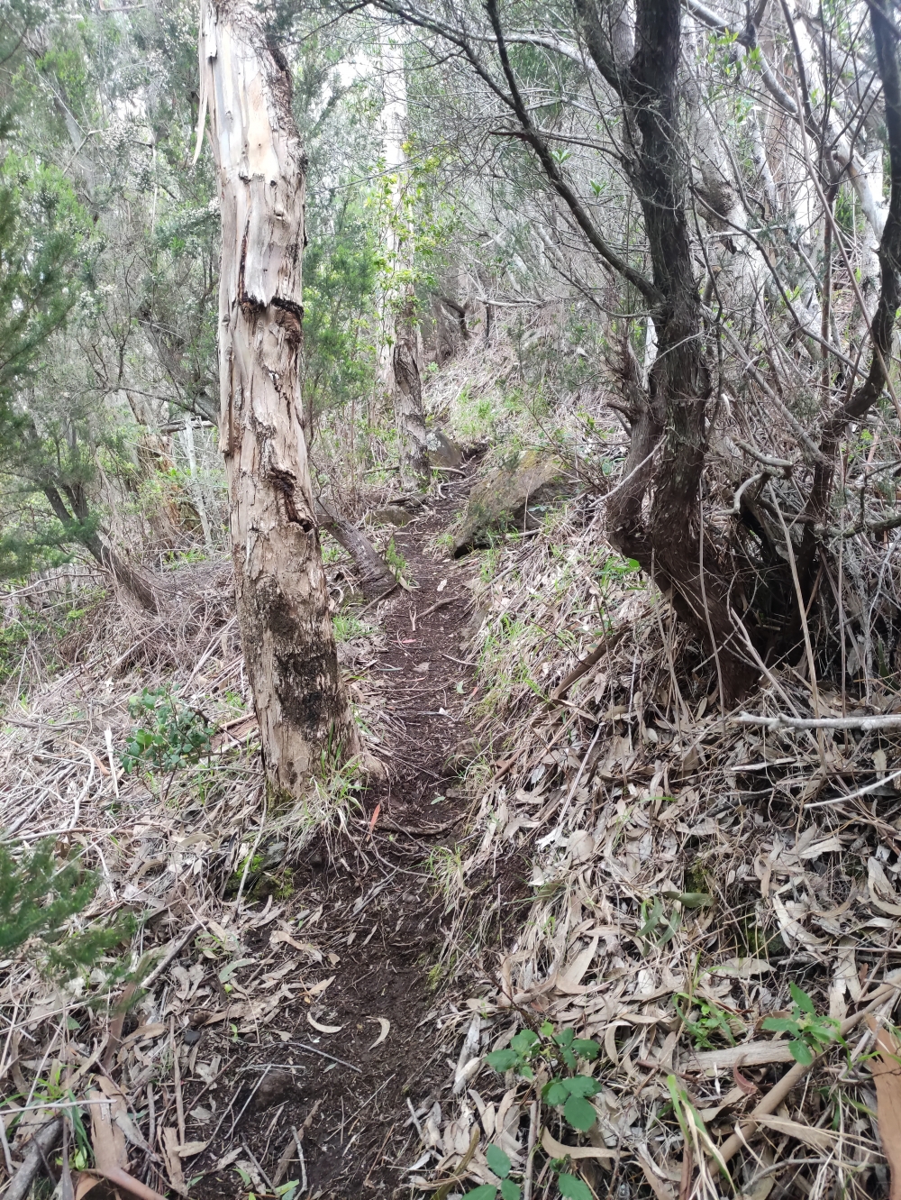 Wanderung Penha de Aguia: Am Kamm