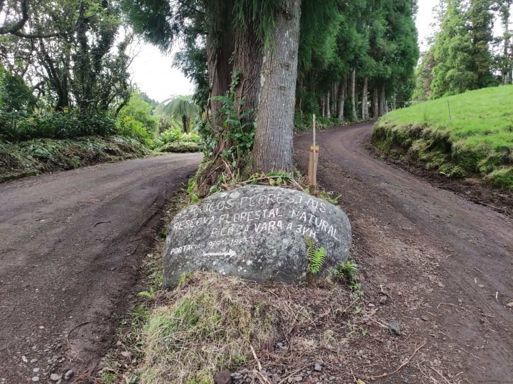 Wanderung Pico da Vara (lang): Unten Forststraße