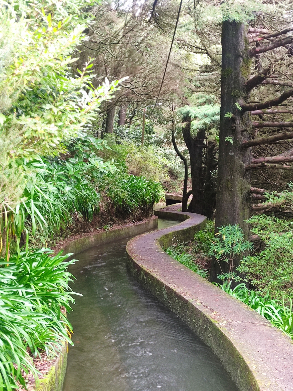 Wanderung PR17 Pinaculo e Folhadal: Levada