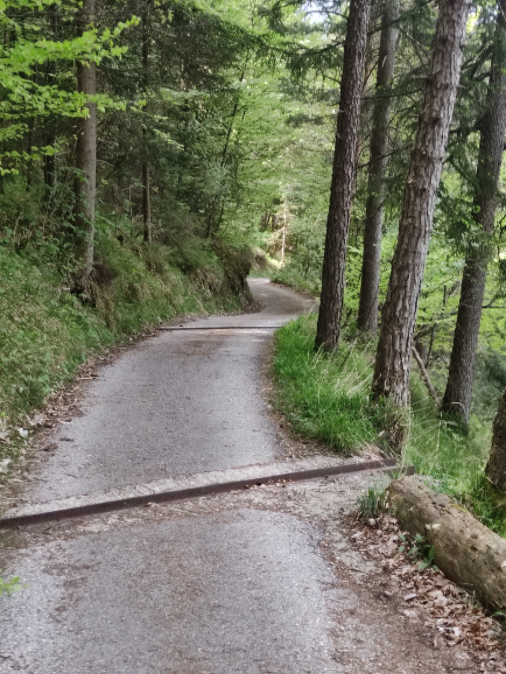 Wanderung Dötzenkopf: Wanderung Dötzenkopf: Teilweise geteerter Weg