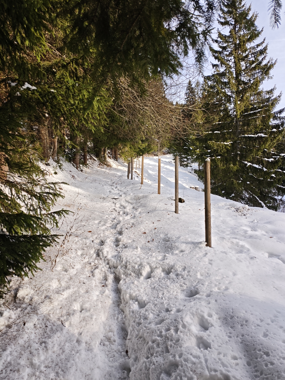 Rodeln Priener Hütte: Grünbodensteig