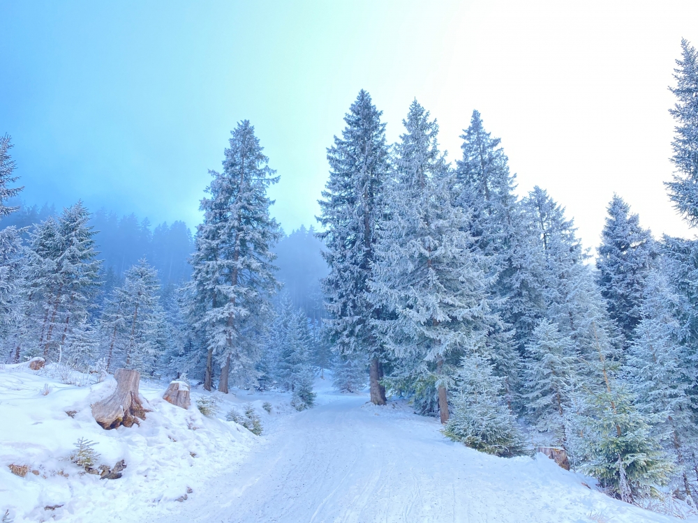 Rodeln Pürschlinghaus: Winterrodelstrecke