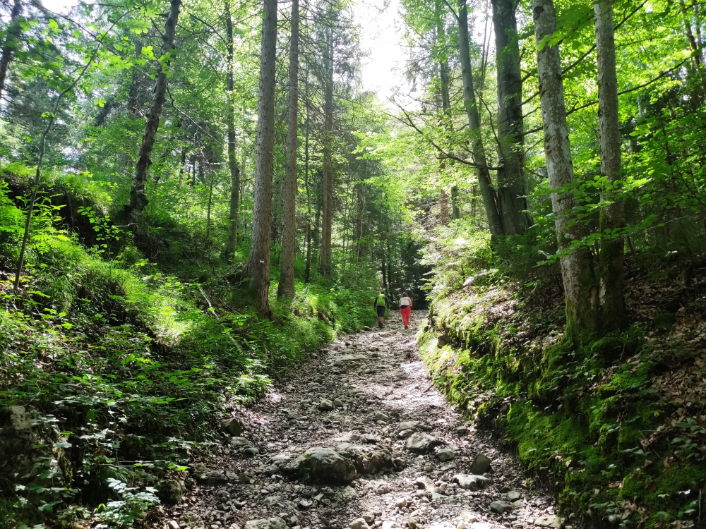 Wanderung Rabenkopf: Alter Karrenweg