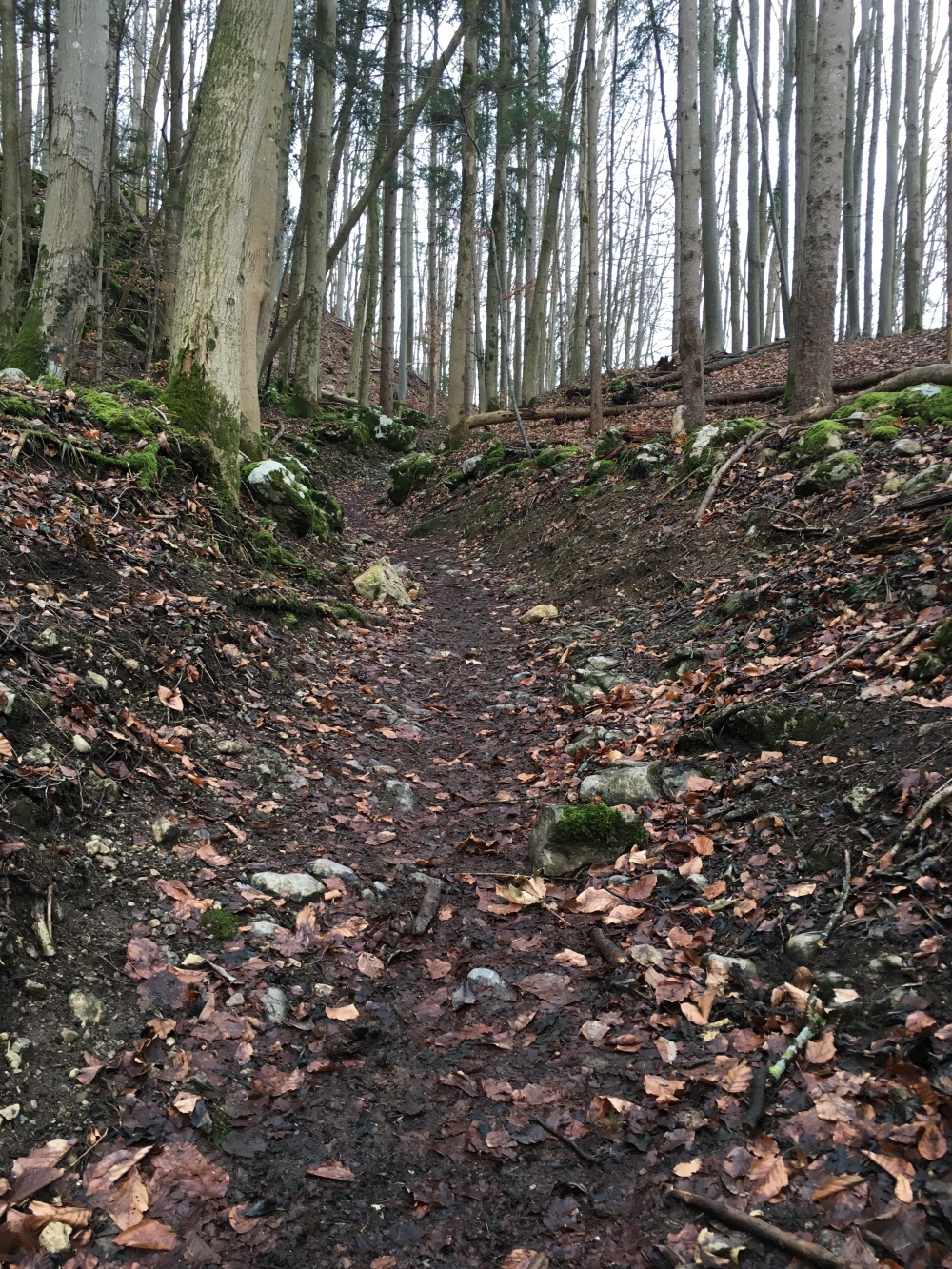 Wanderung Große Riesenkopfrunde: Der "Sommerweg" ist weit ansprechender als die Forststraße