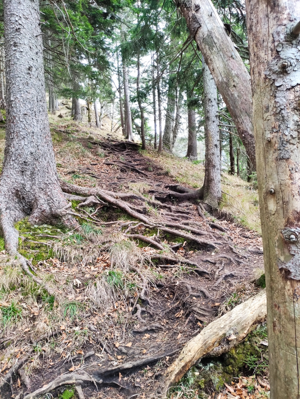 Wanderung Großer und Kleiner Illing: Wanderung Großer und Kleiner Illing: Weg