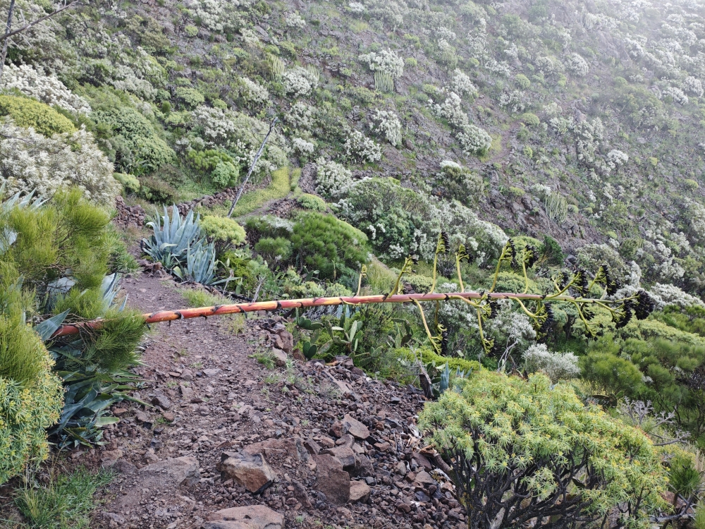 Wanderung Risco Blanco: Der untere Weg