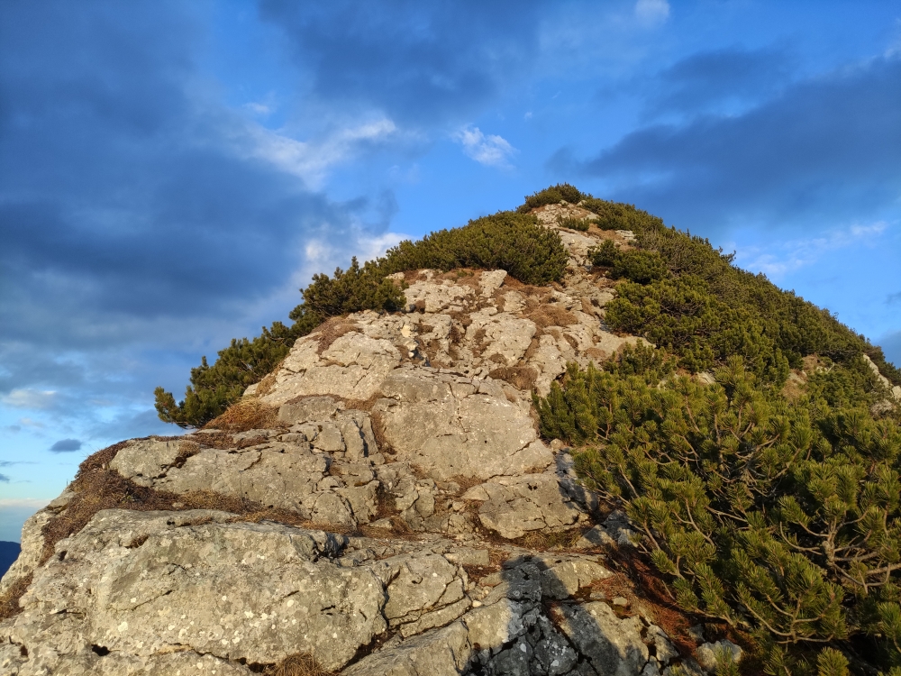 Bike & Hike Roßstein: Durch die Latschen - Blick nach oben 