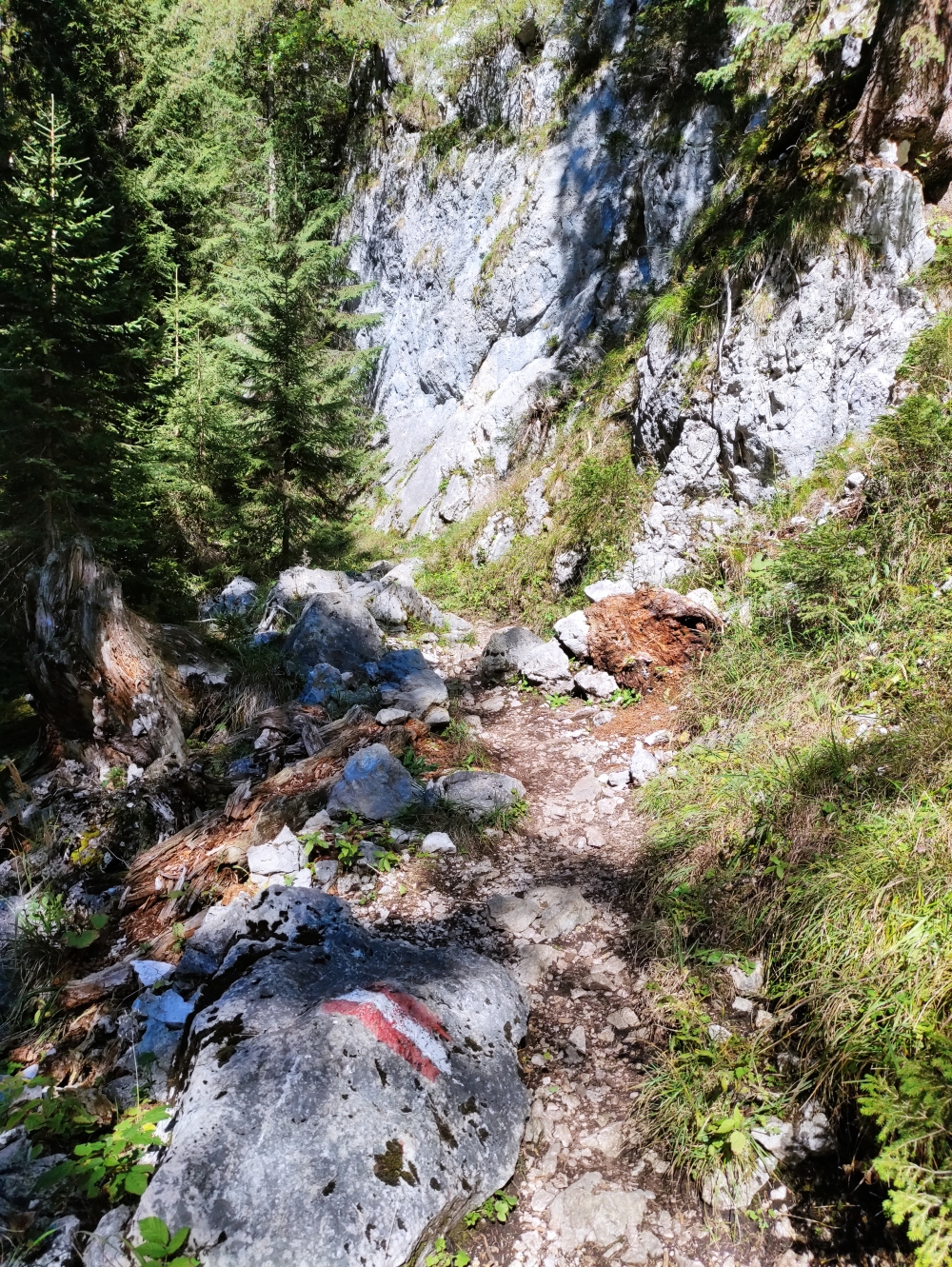Wanderung Rotspitz: Durch den Mooswald