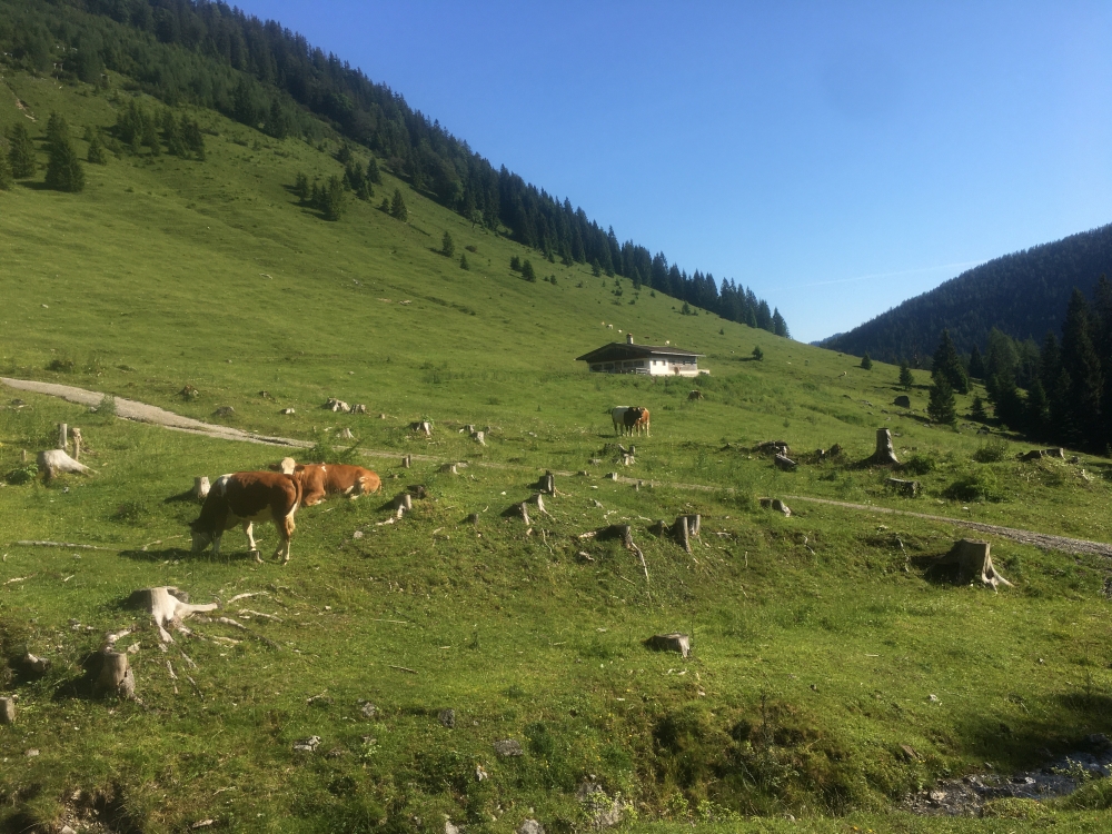 Wanderung Rund um den Hochmiesing: Untersteilenalm