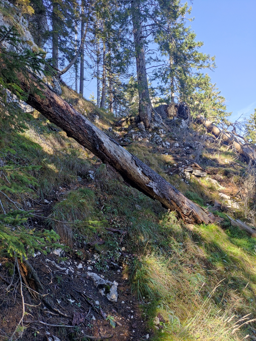 Wanderung Latschenköpferl zum Schoberwaldkreuz: Steig