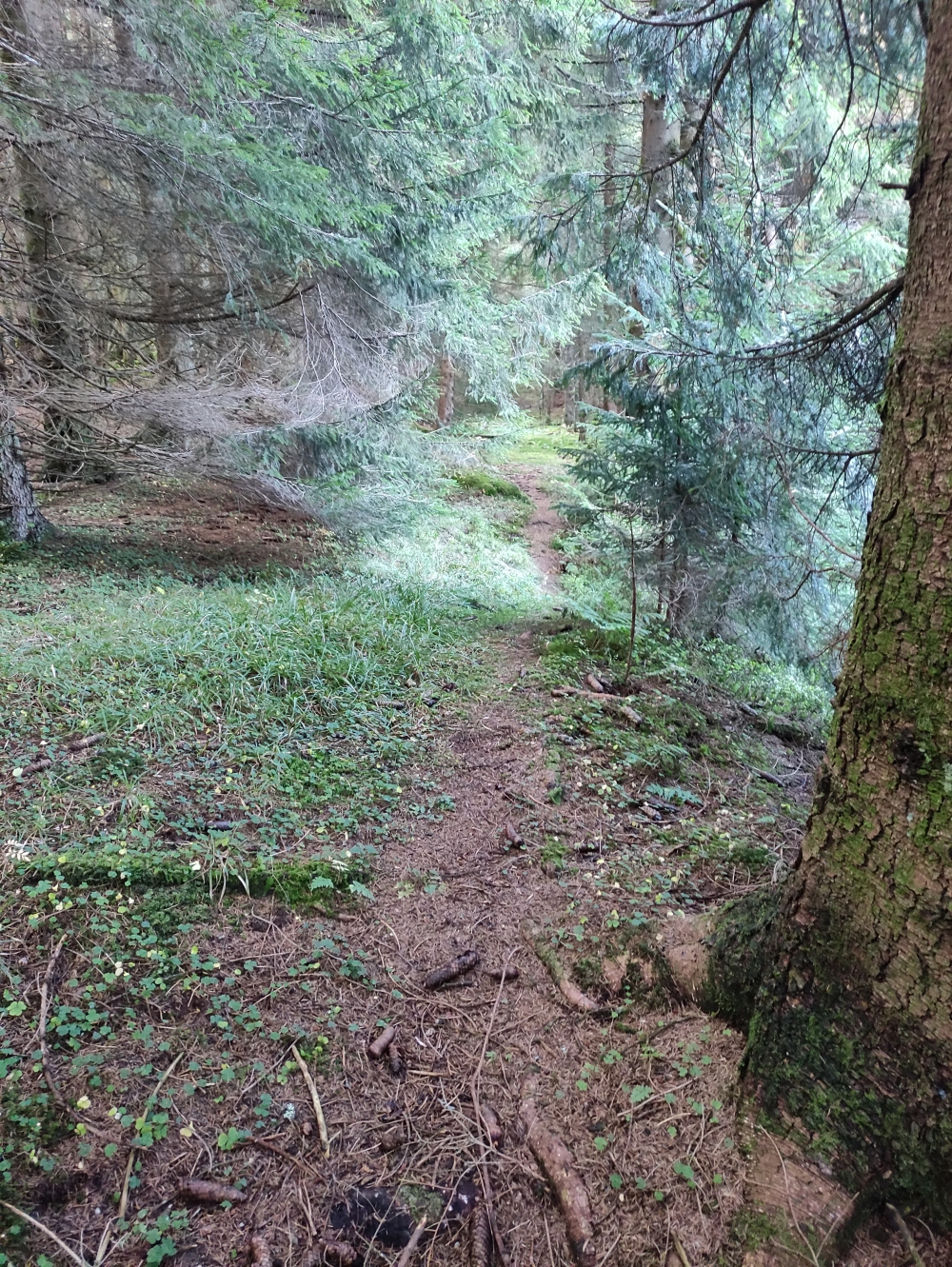 Wanderung Latschenköpferl zum Schoberwaldkreuz: Meist ist der Weg erkennbar