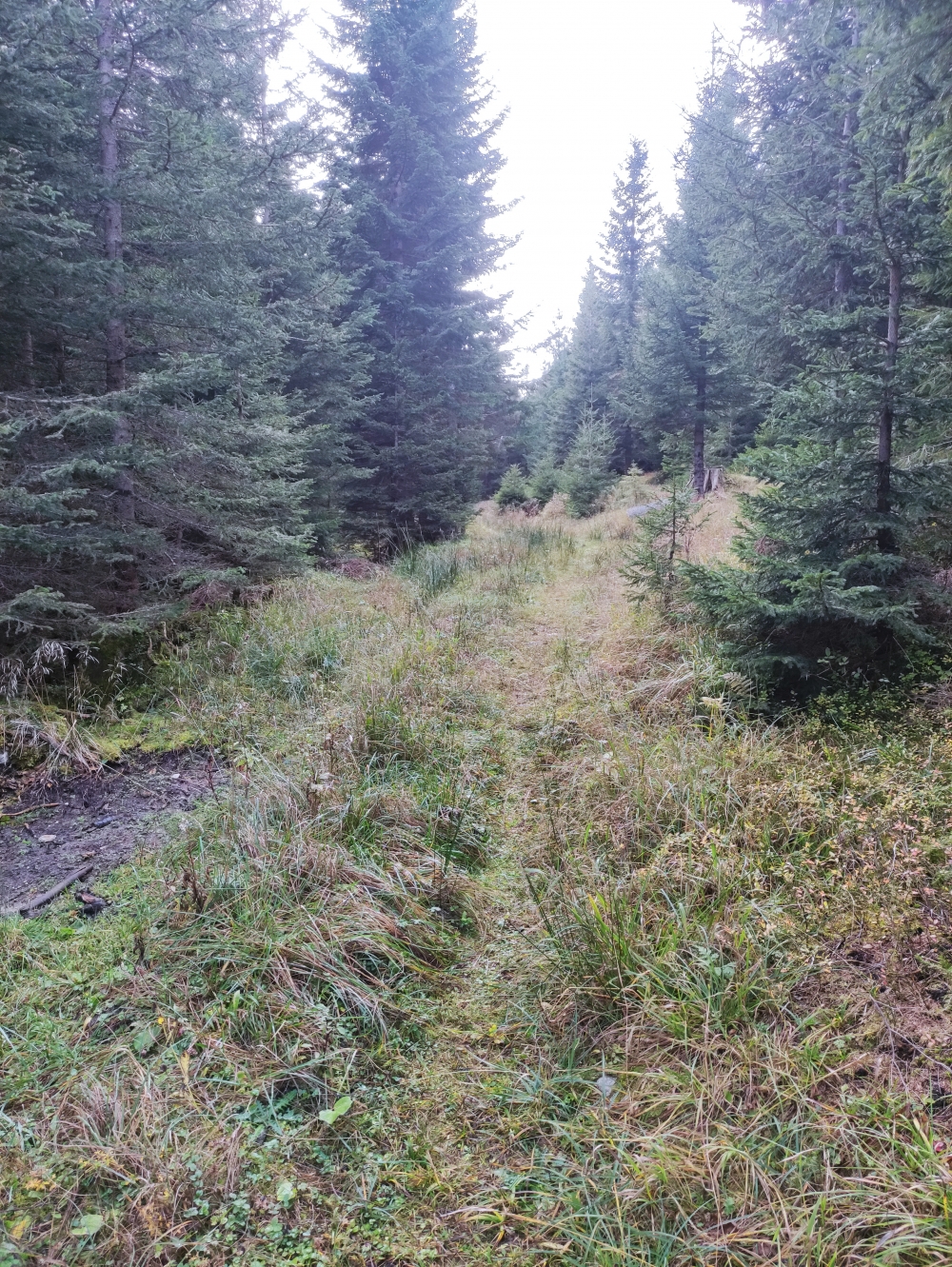 Wanderung Latschenköpferl zum Schoberwaldkreuz: Karrenweg im oberen Teil