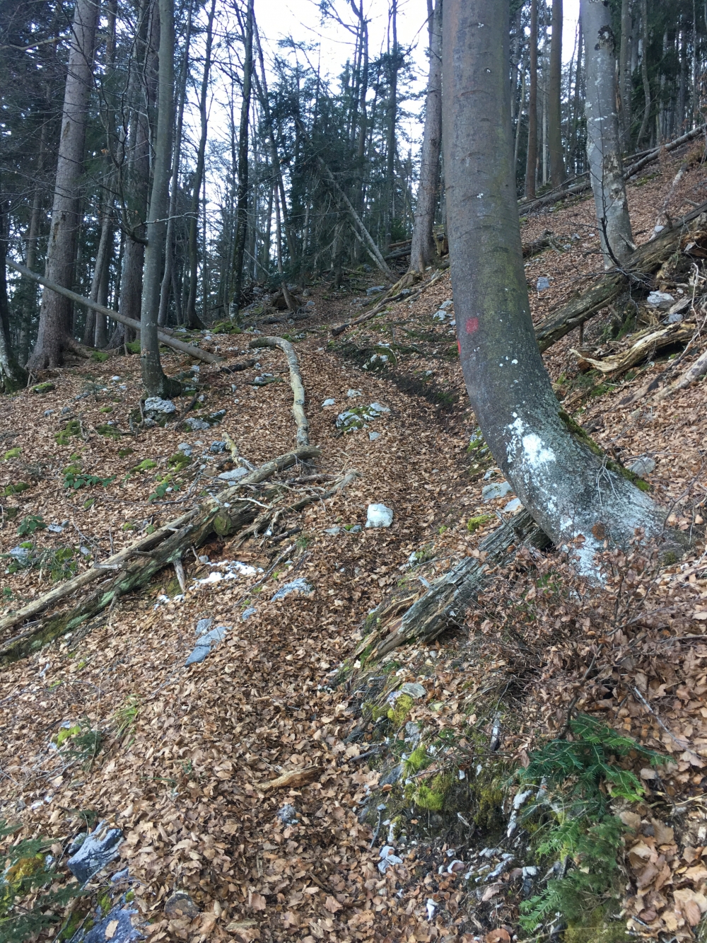 Wanderung Schlösselschneid Rundtour: Am Bergrücken entlang