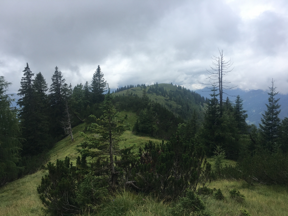 Wanderung Veitsbergkamm: Wanderung Veitsbergkamm: So selten begangen, dass man den Weg manchmal kaum noch erahnt.