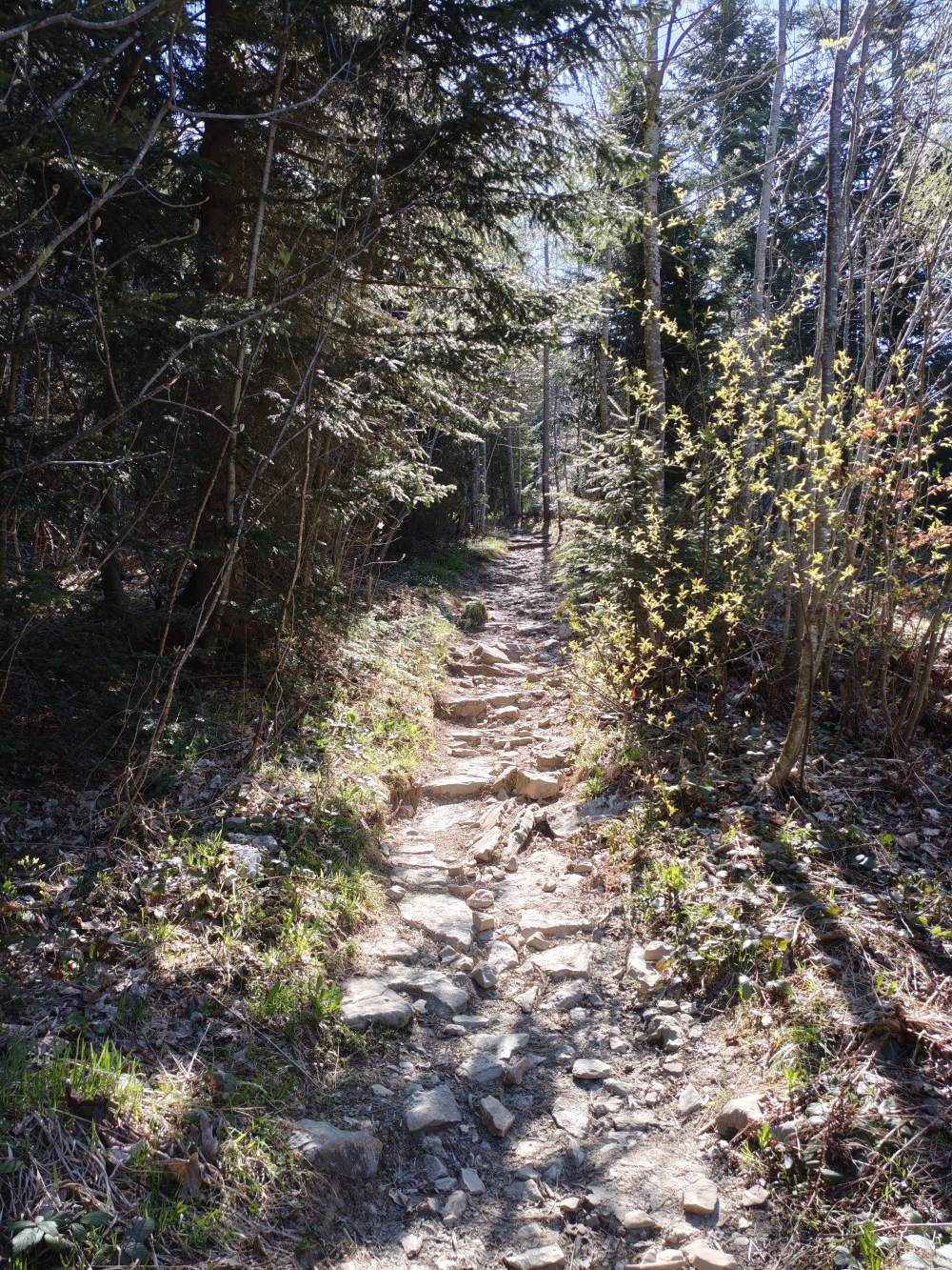Wanderung Schmittenstein: Aufstieg im Wald
