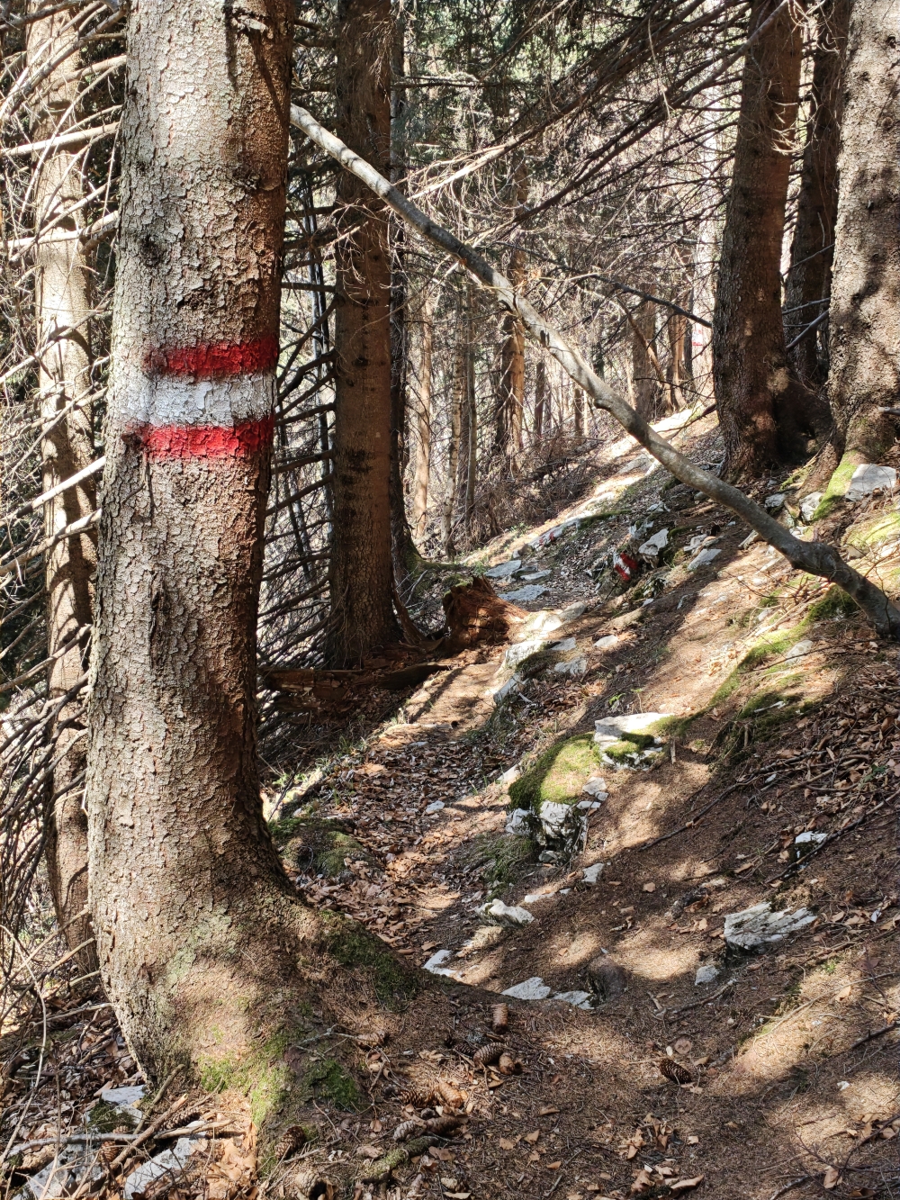 Wanderung Schmittenstein: Durch den Bergwald
