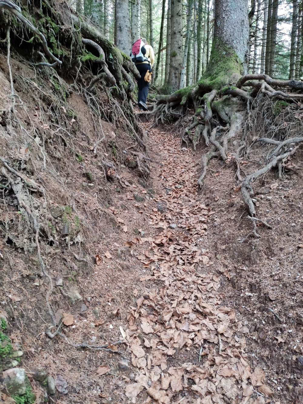 Wanderung Schönberg: Hohlweg durch den Wald
