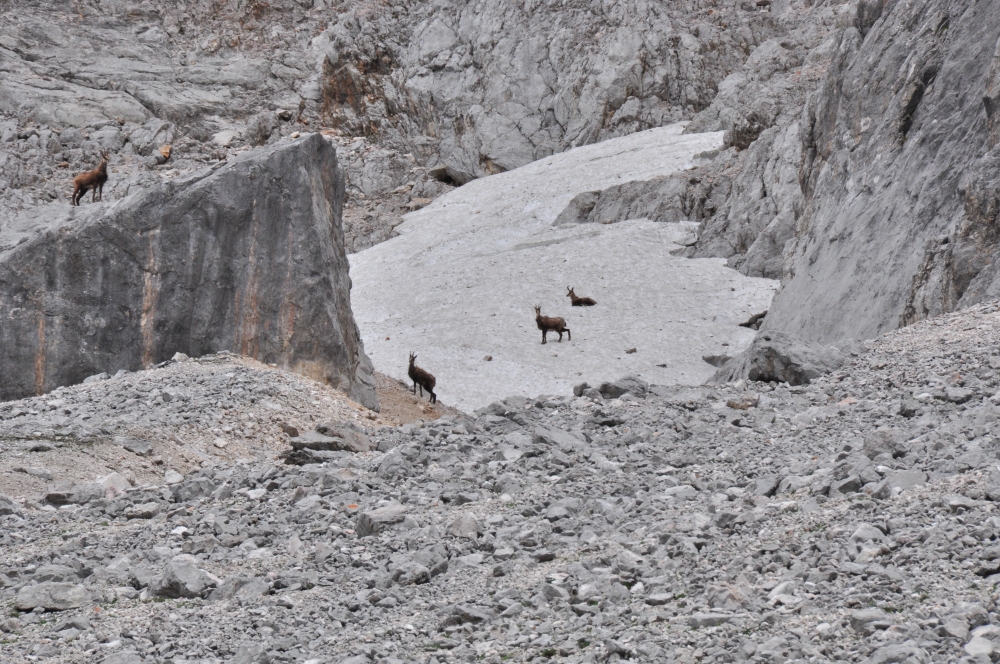 Wanderung Schönberg Gaistal: Gämsen neben dem Südwandsteig