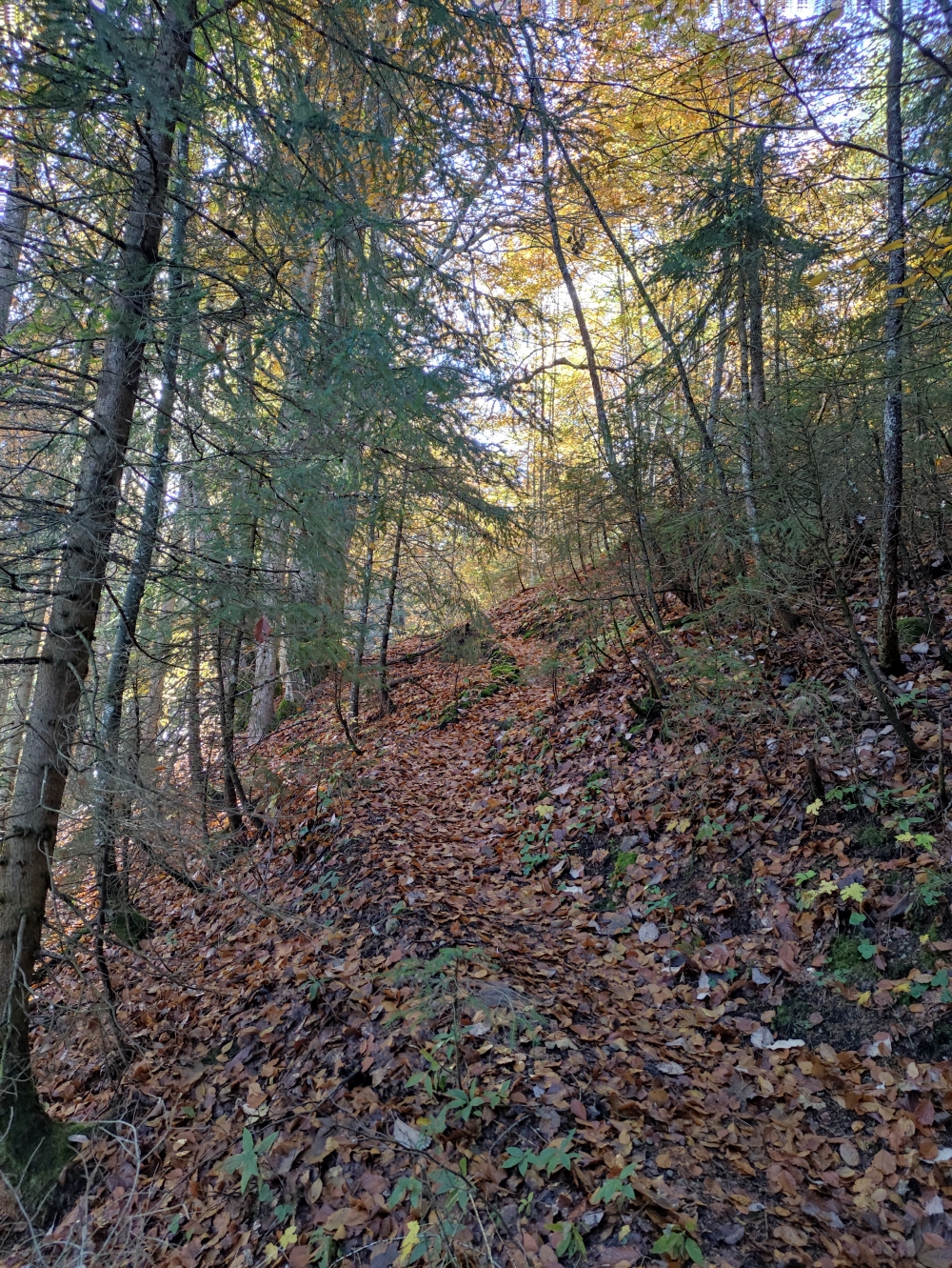 Wanderung Schönfeldjoch: Durch den Bergwald