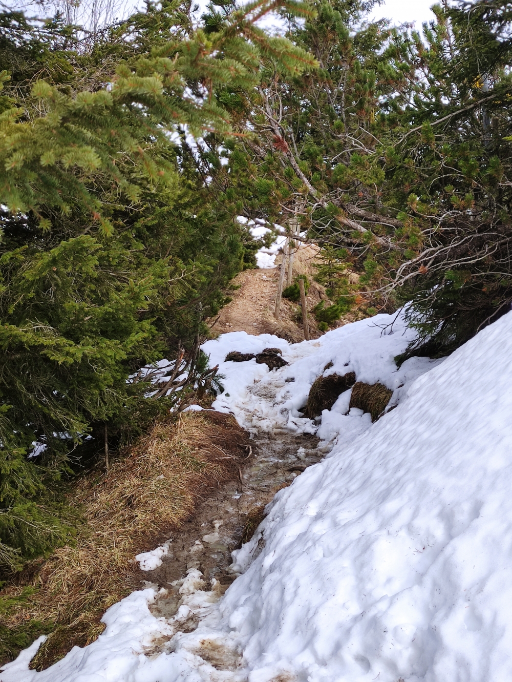 Wanderung Schönleitenschrofen: Steig