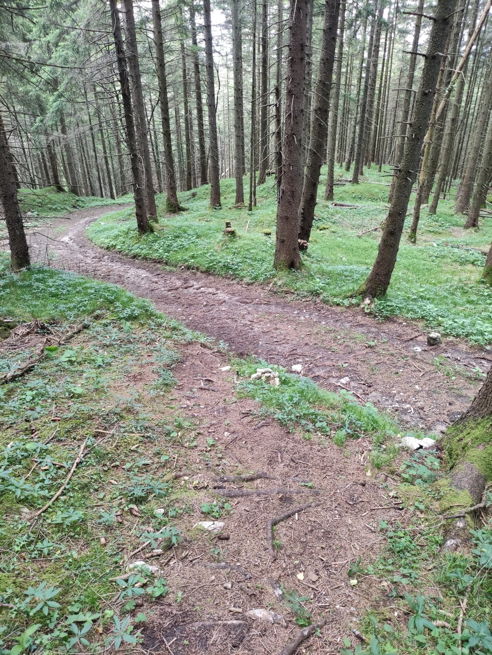 Wanderung Schrofen: Übergang von Forststraße in Trampelpfad auf halber Höhe