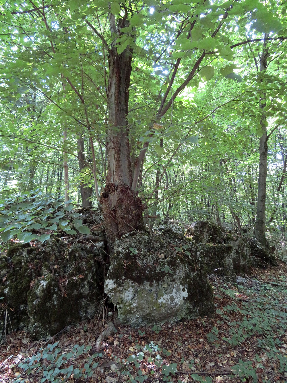 Schweinberg: Schweinberg