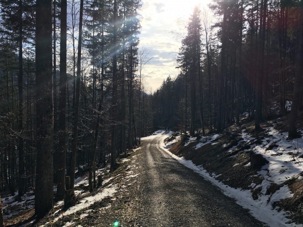 Wanderung Seekopf: Forststraße