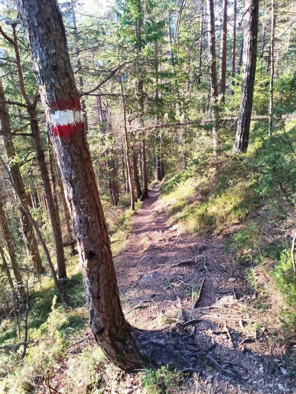 Wanderung Serles über Sonnenstein: Forststraßen-Alternative