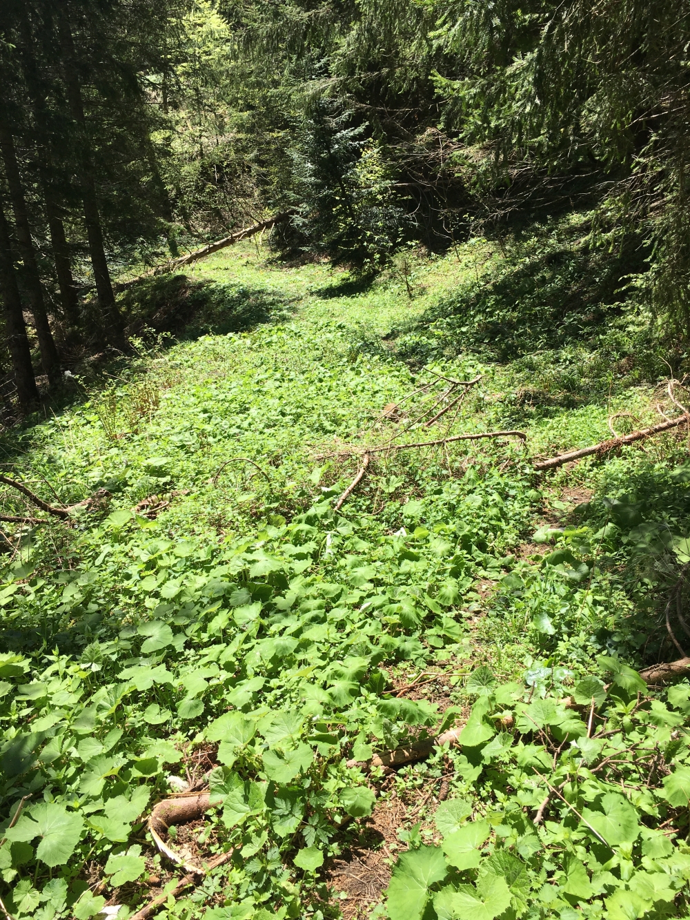 Wanderung Strohnkopf: Eine ehemalige Forststraße