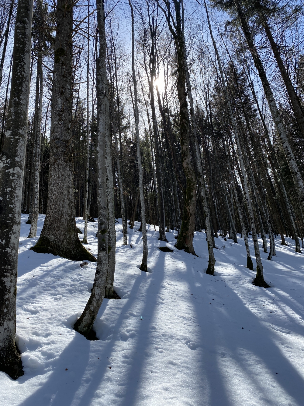 Wanderung Staffel: Aufstieg durch den Wald