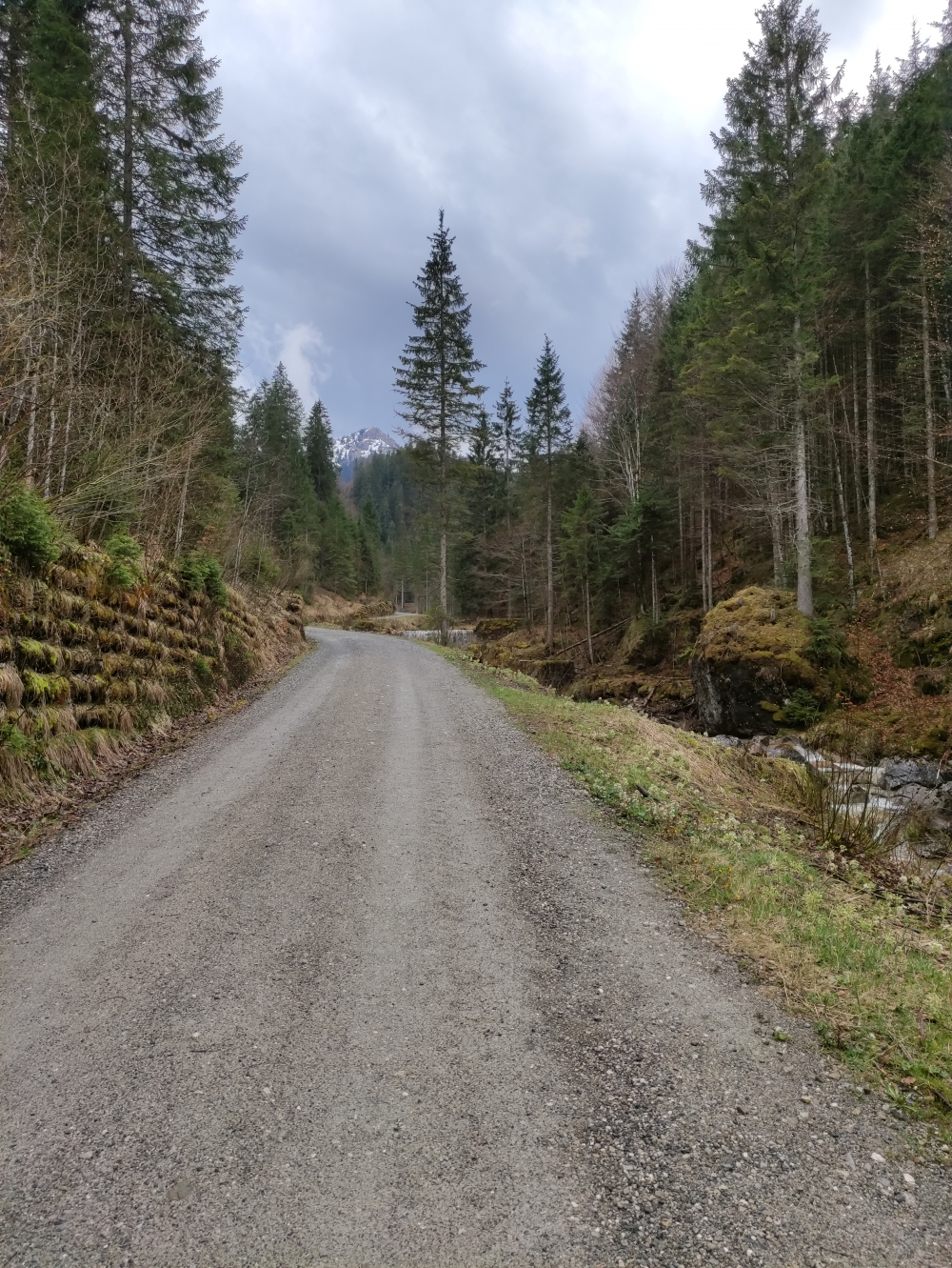 Wanderung Steckenberg: Forststraße