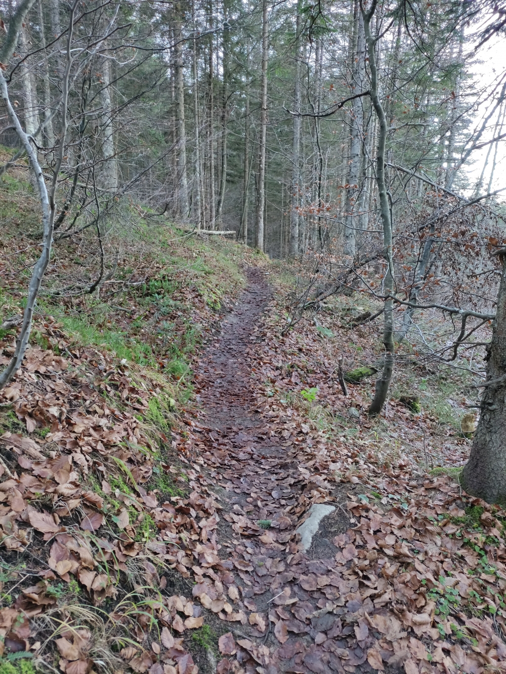 Wanderung Stuhlkopf: Durch den Wald